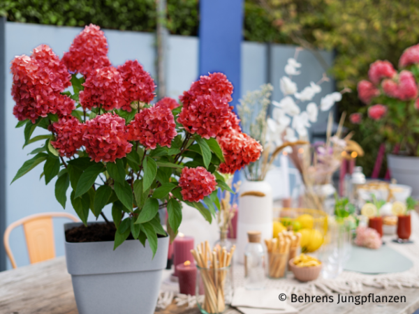 Rispenhortensie Bloody Marie ®